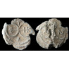 Johannes, droungarios. Sceau byzantin en plomb (Ø 28 mm, 12,12 g). VIIᵉ-VIIIᵉ siècle.