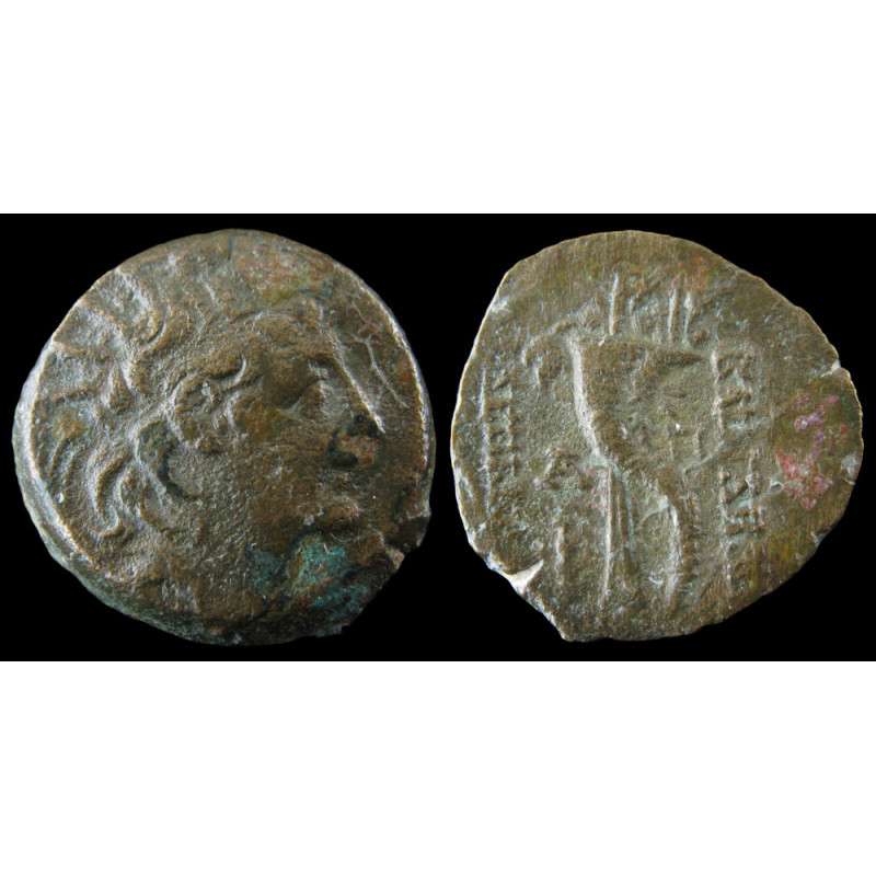 Rois Séleucides, Antiochos VIII Grypos – Bronze AE – Double corne d'abondance